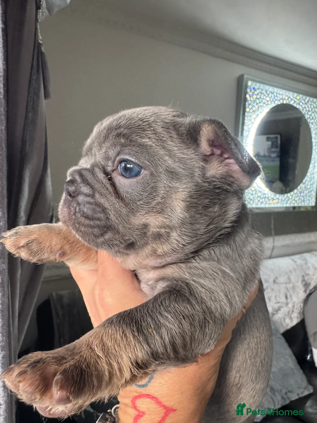 French Bulldog dogs for sale: Out standing french bulldogs merles carry fluffy - Advert 23