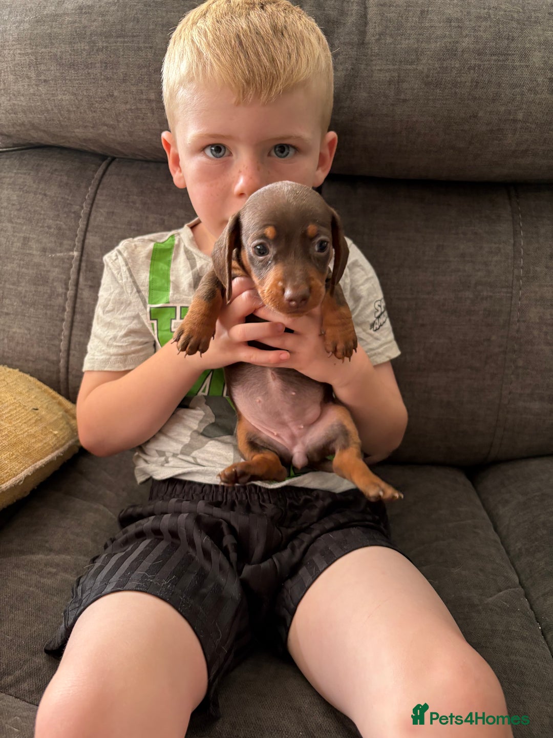Miniature Dachshund dogs for sale: Miniature dachshund puppies  - Image 25