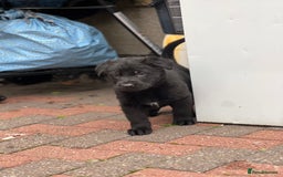 German Shepherd dogs for sale: READY NOW CZECH LINE GERMAN SHEPHERD PUPPIES!! - Image 8
