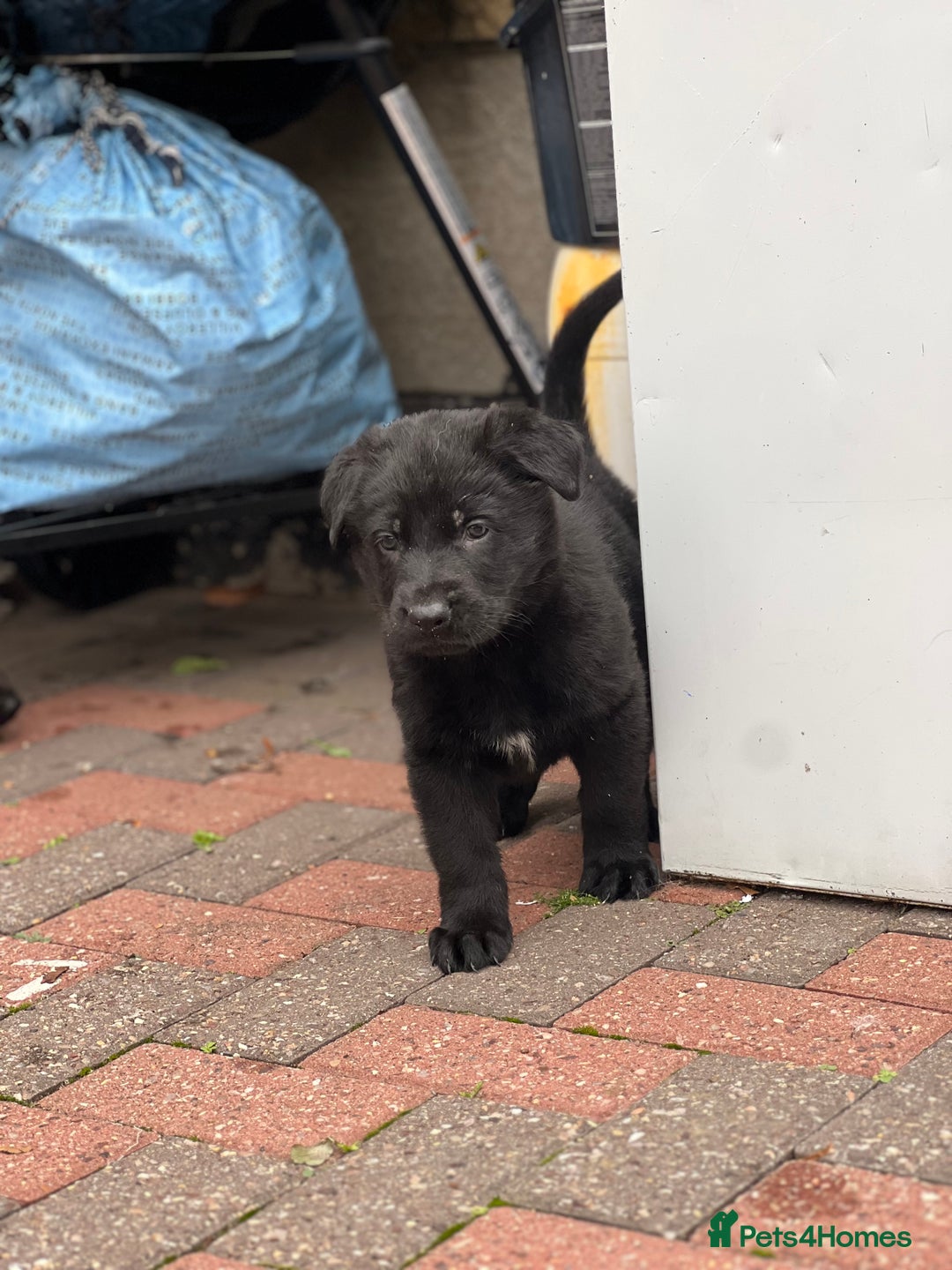 German Shepherd dogs for sale: READY NOW CZECH LINE GERMAN SHEPHERD PUPPIES!! - Image 8