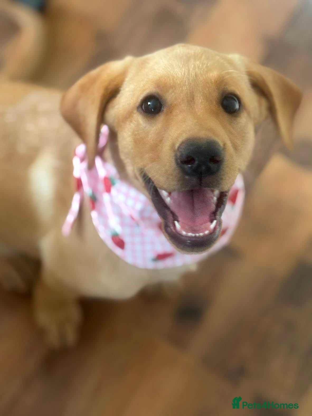 Labrador Retriever dogs Female Red Labrador 12 Weeks old  - Advert 5