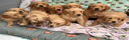 Golden Retriever dogs for sale: PERFECT LITTER KC REG HEALTH TESTED GOLDENS - Advert 8