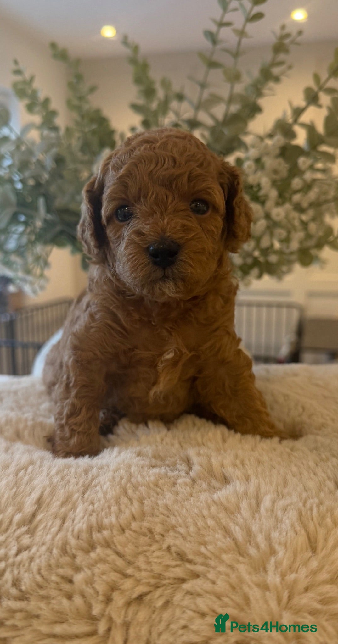 Cavapoo dogs F1BB Red Toy Cavapoos  - Advert 4