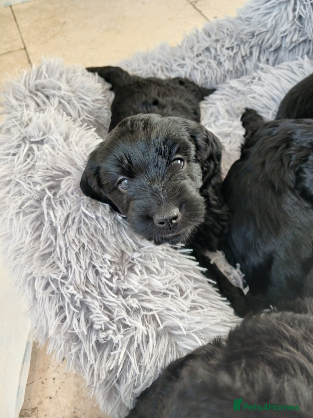 Cockapoo dogs for sale: Toy Cockapoo Puppies Looking for Loving Homes - Advert 2