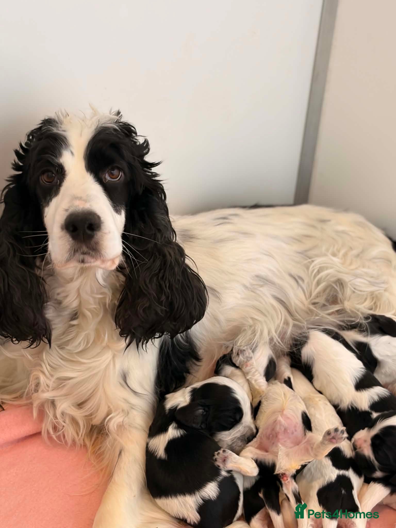 Cocker Spaniel dogs x8 Black & White & Blue Roan spaniel pups - Advert 1