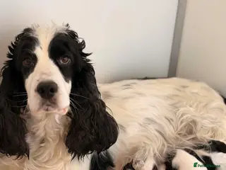 Cocker Spaniel dogs x8 Black & White & Blue Roan spaniel pups - Advert 2