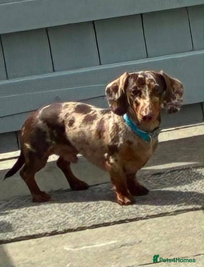 Miniature Dachshund dogs Buster  - Advert 1