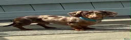 Miniature Dachshund dogs for stud: Buster  - Advert 1