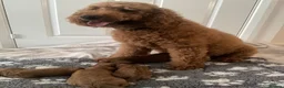 Cavapoo dogs for sale: F1 Cavapoo - Advert 1