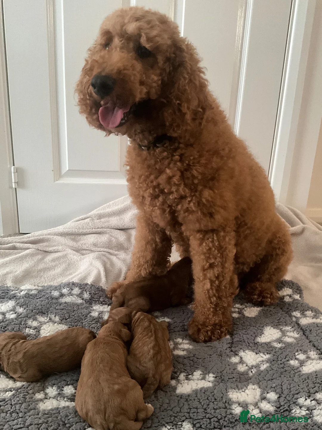Cavapoo dogs for sale: F1 Cavapoo - Advert 1
