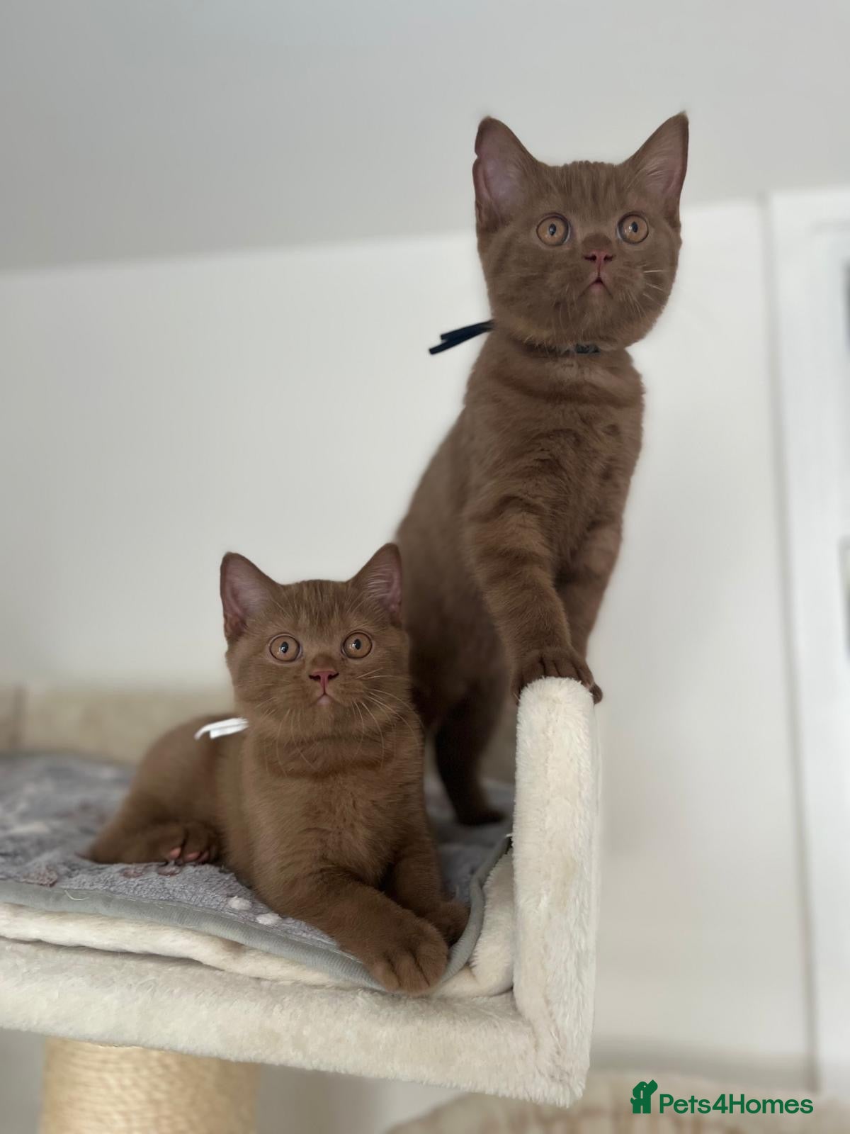 British Shorthair cats 2 Cinnamon British Shorthair Kittens - Advert 2