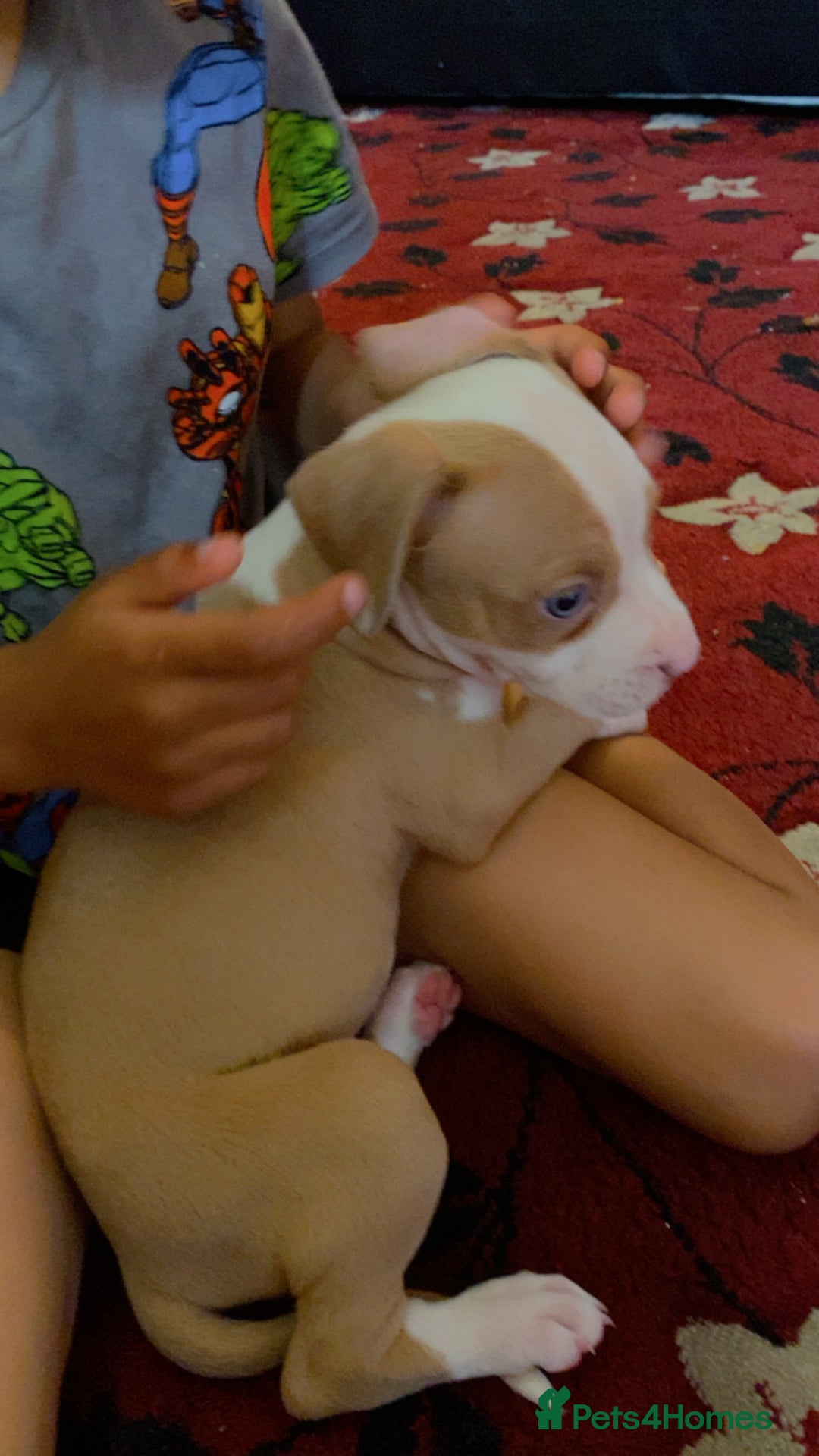 Mixed Breed dogs for sale: 2 beautiful Staffordshire bull terrier mix - Image 4