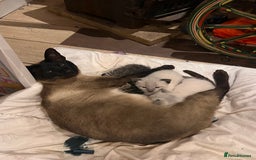 Siamese cats for sale: Siamese X kittens for sale 2 left  - Image 4