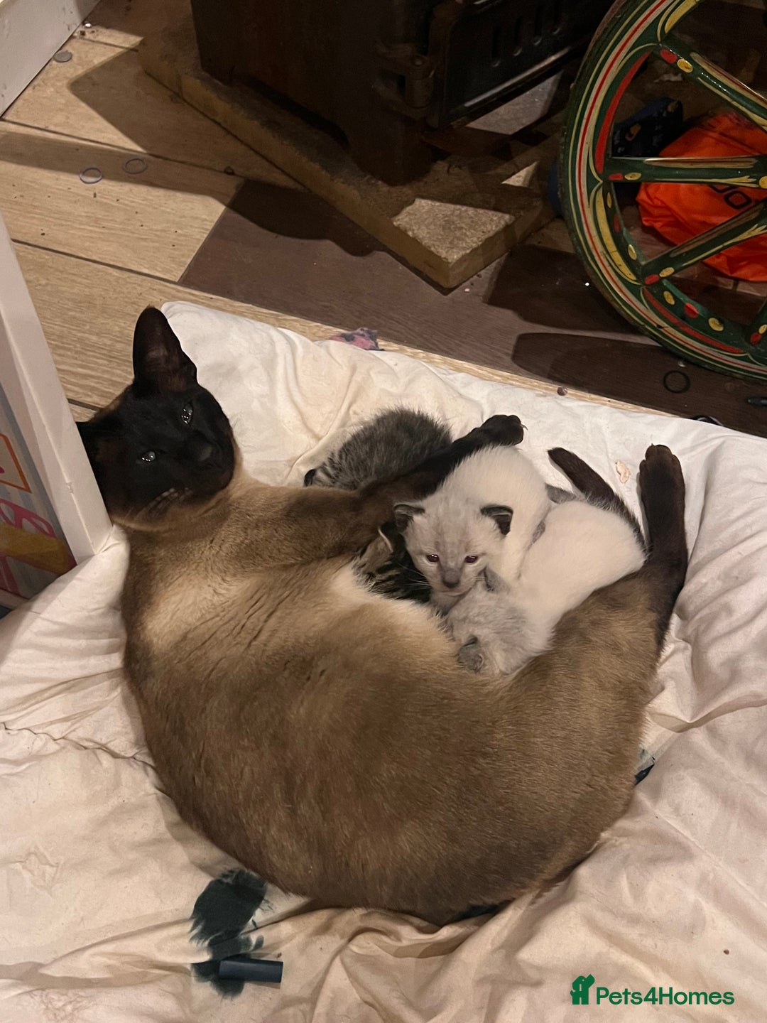 Siamese cats for sale: Siamese X kittens for sale 2 left  - Image 4
