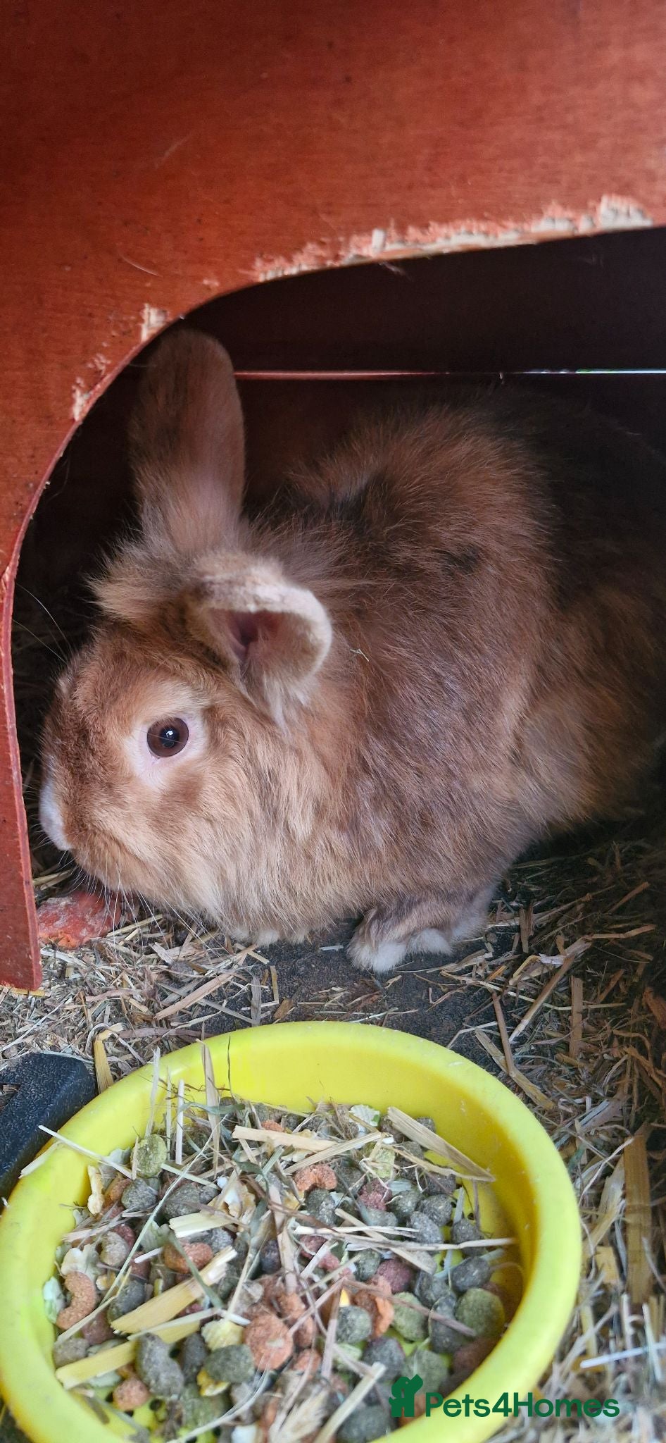 Mixed Breed rabbits Rehome my rabbits - Advert 3