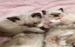 Ragdoll cats for sale: Purebred Ragdoll Kittens (TICA REG PARENTS) - Image 22