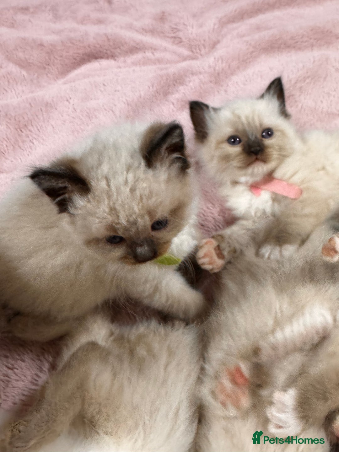 Ragdoll cats for sale: Purebred Ragdoll Kittens (TICA REG PARENTS) - Image 22