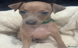 Italian Greyhound dogs for sale: Italian Greyhound Puppies  - Image 5