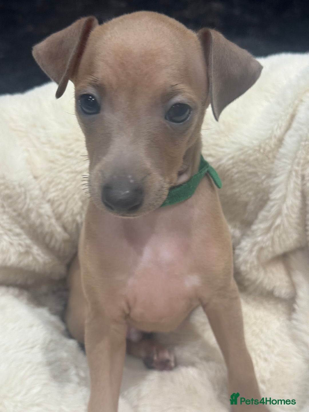 Italian Greyhound dogs for sale: Italian Greyhound Puppies  - Image 5