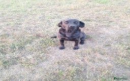 Labrador Retriever dogs for sale: Labrador puppies  - Image 6