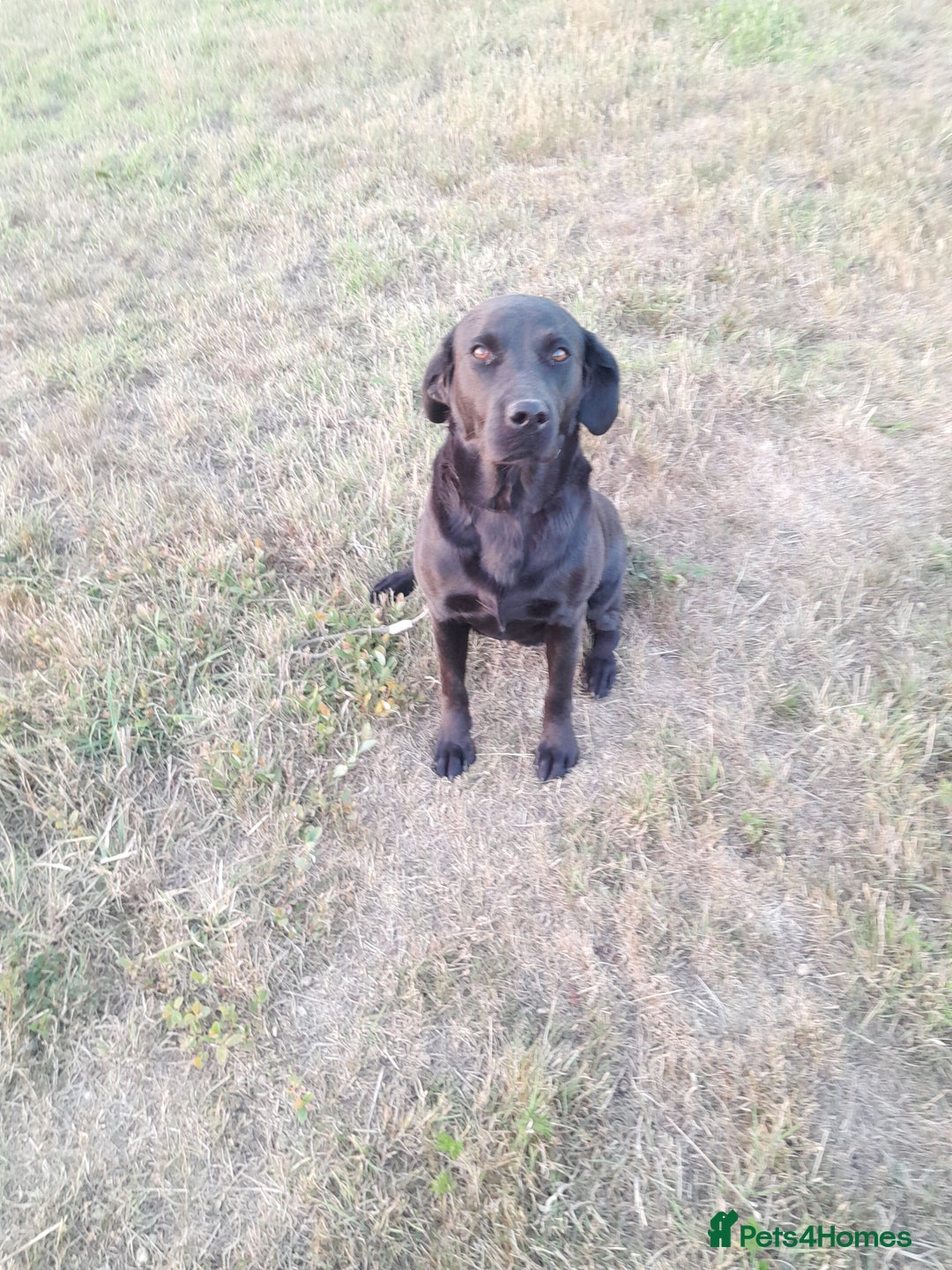 Labrador Retriever dogs for sale: Labrador puppies  - Image 6