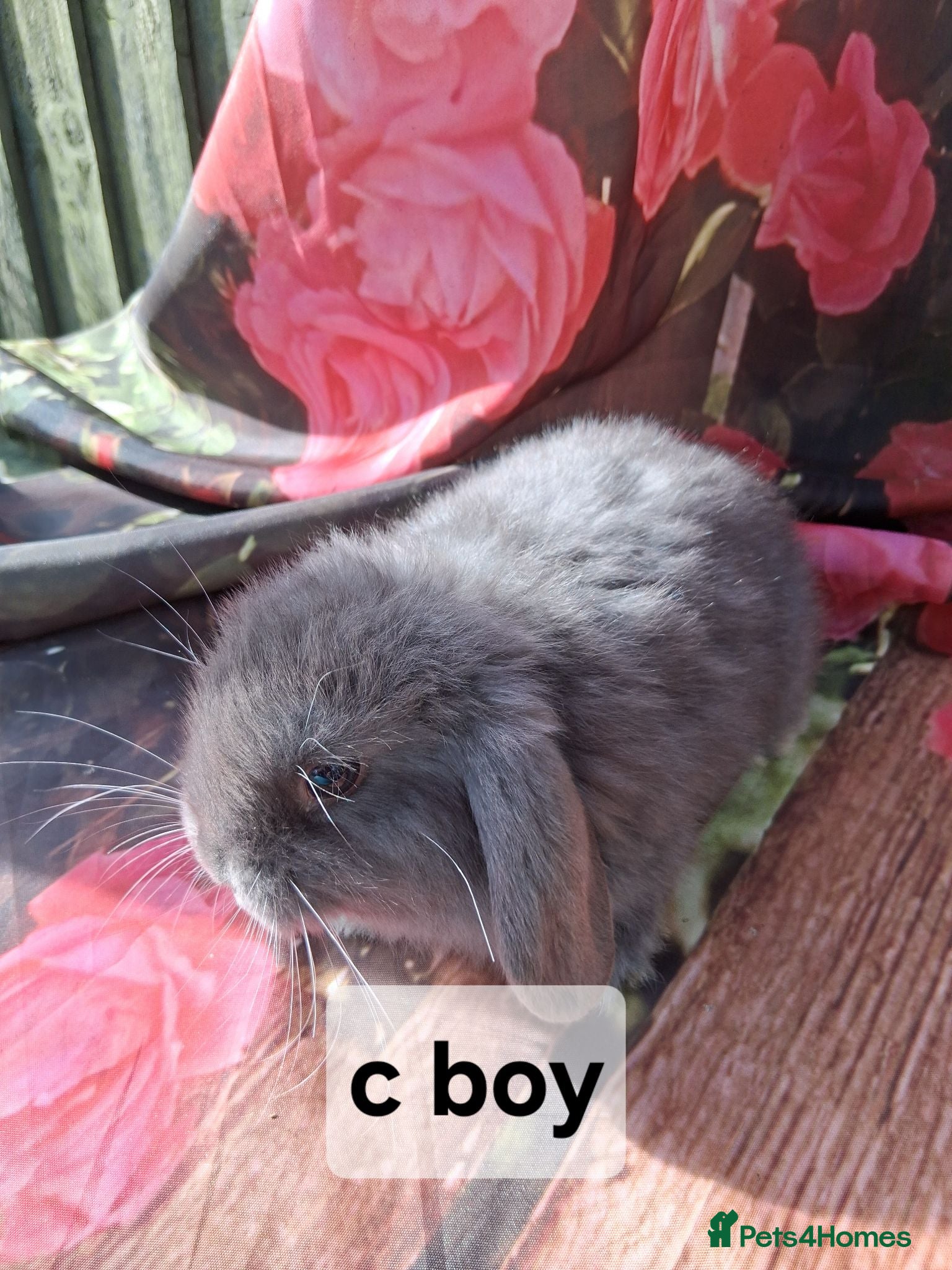 Mini Lop rabbits Mini lop baby rabbits - Advert 1