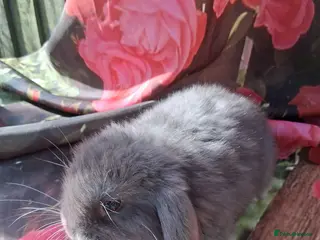 Mini Lop rabbits Mini lop baby rabbits - Advert 2