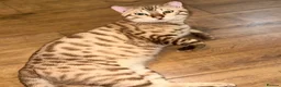 Bengal cats for sale: Silver, Snow Lynx & Brown Rosette Bengals - Advert 5