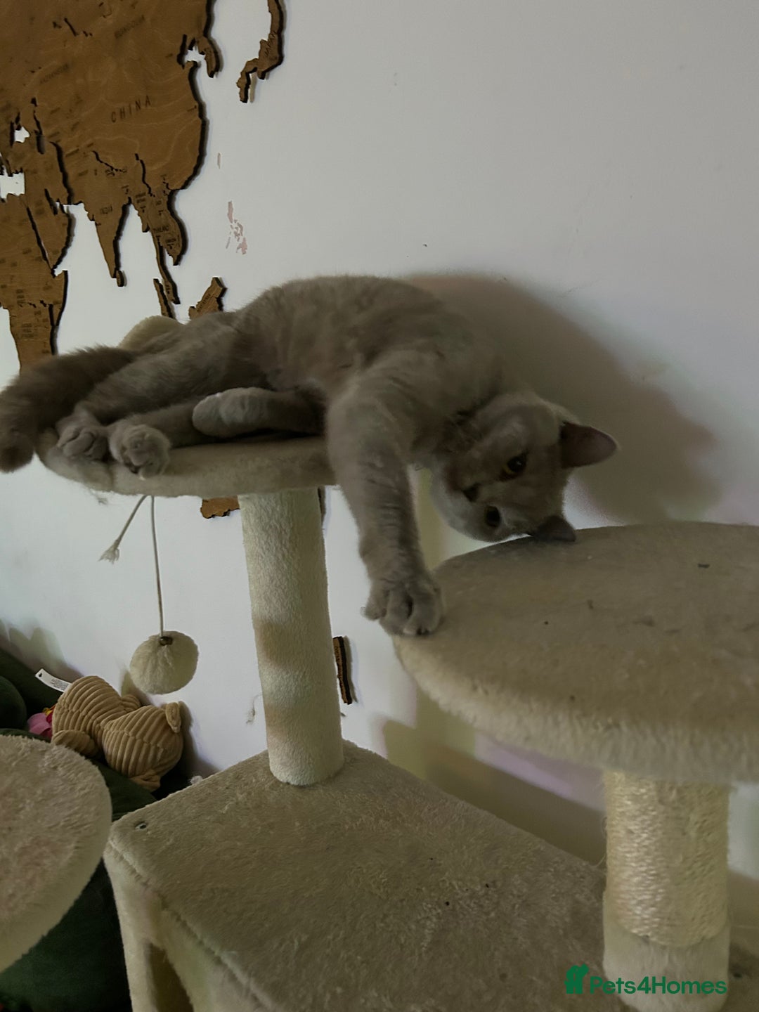 British Shorthair cats for sale: missy! grey british short hair. - Image 17