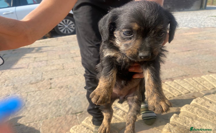 Mixed Breed dogs - Advert 1