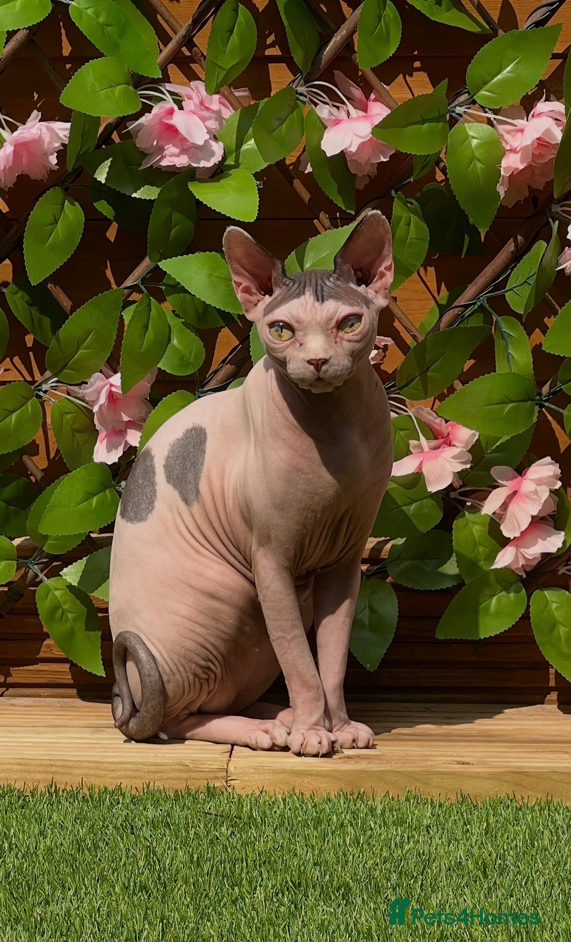 Sphynx cats Female sphynx - Advert 2
