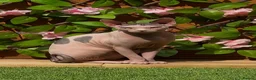 Sphynx cats for sale: Female sphynx - Advert 1