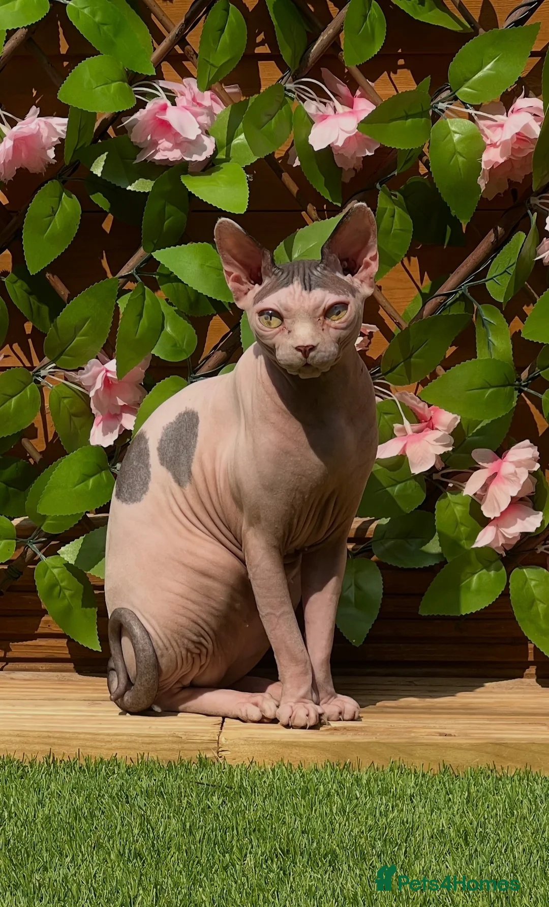 Sphynx cats for sale: Female sphynx - Advert 1