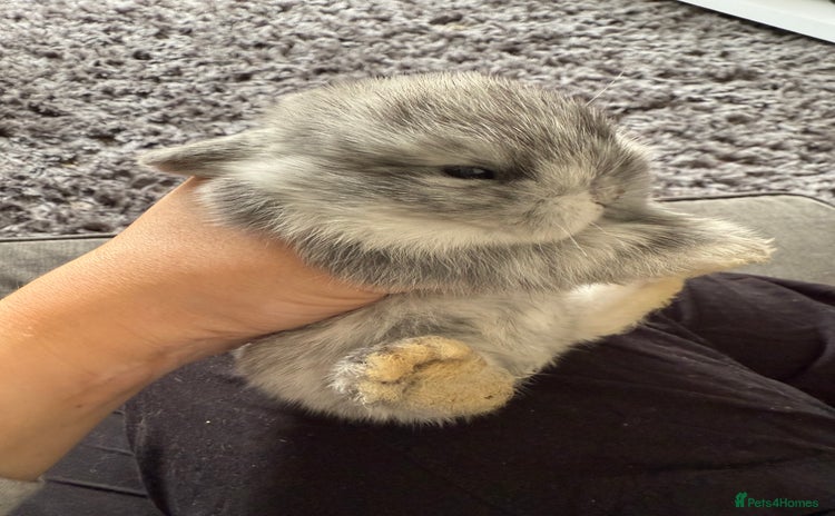 Mini Lop rabbits - Advert 7