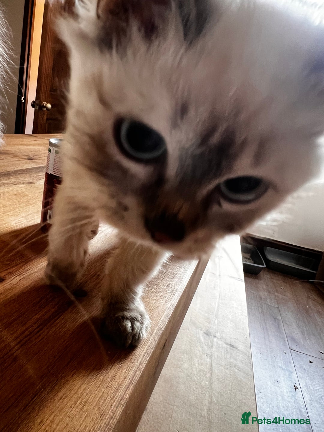 Siberian cats for sale: Three Siberian kittens!! - Image 16