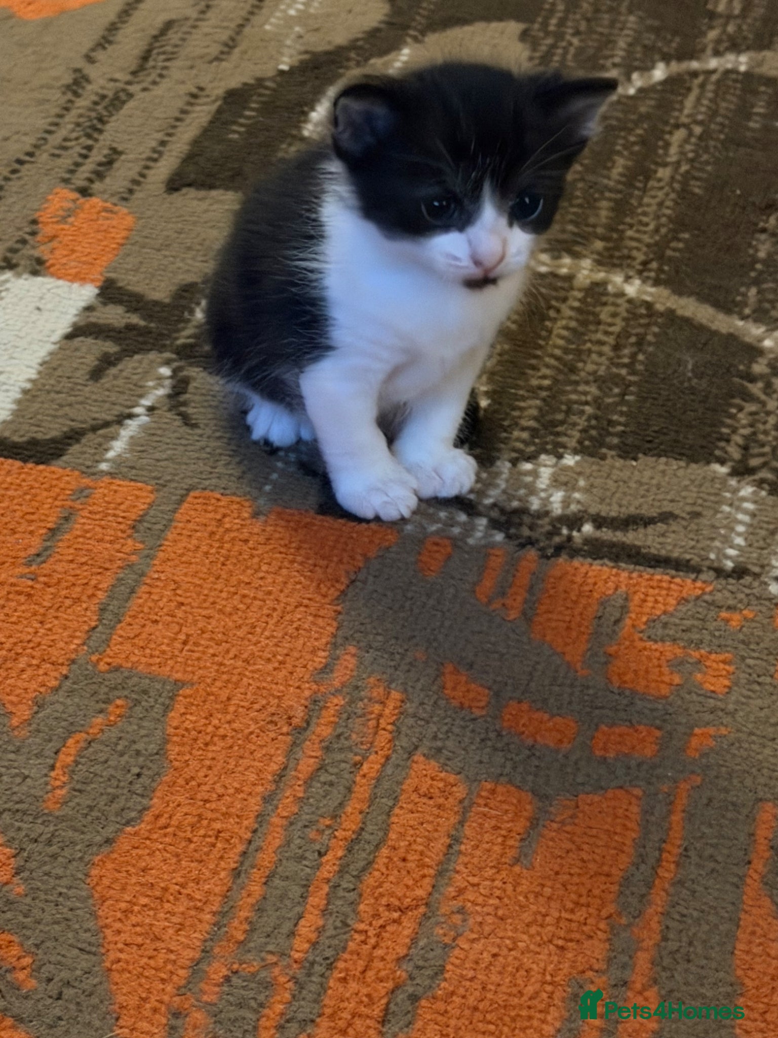Mixed Breed cats for sale: Kittens for sale  - Advert 12