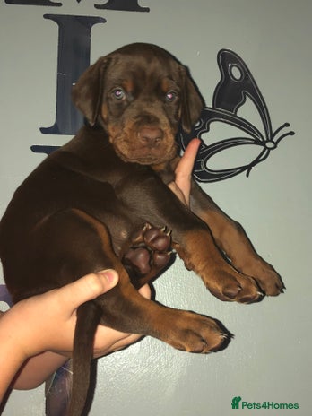 Dobermann dogs - Advert 1