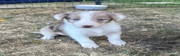Border Collie dogs for sale: Border collie puppies  - Advert 22