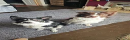 Border Collie dogs for sale: Border collie pups for sale in Barnsley - Advert 3