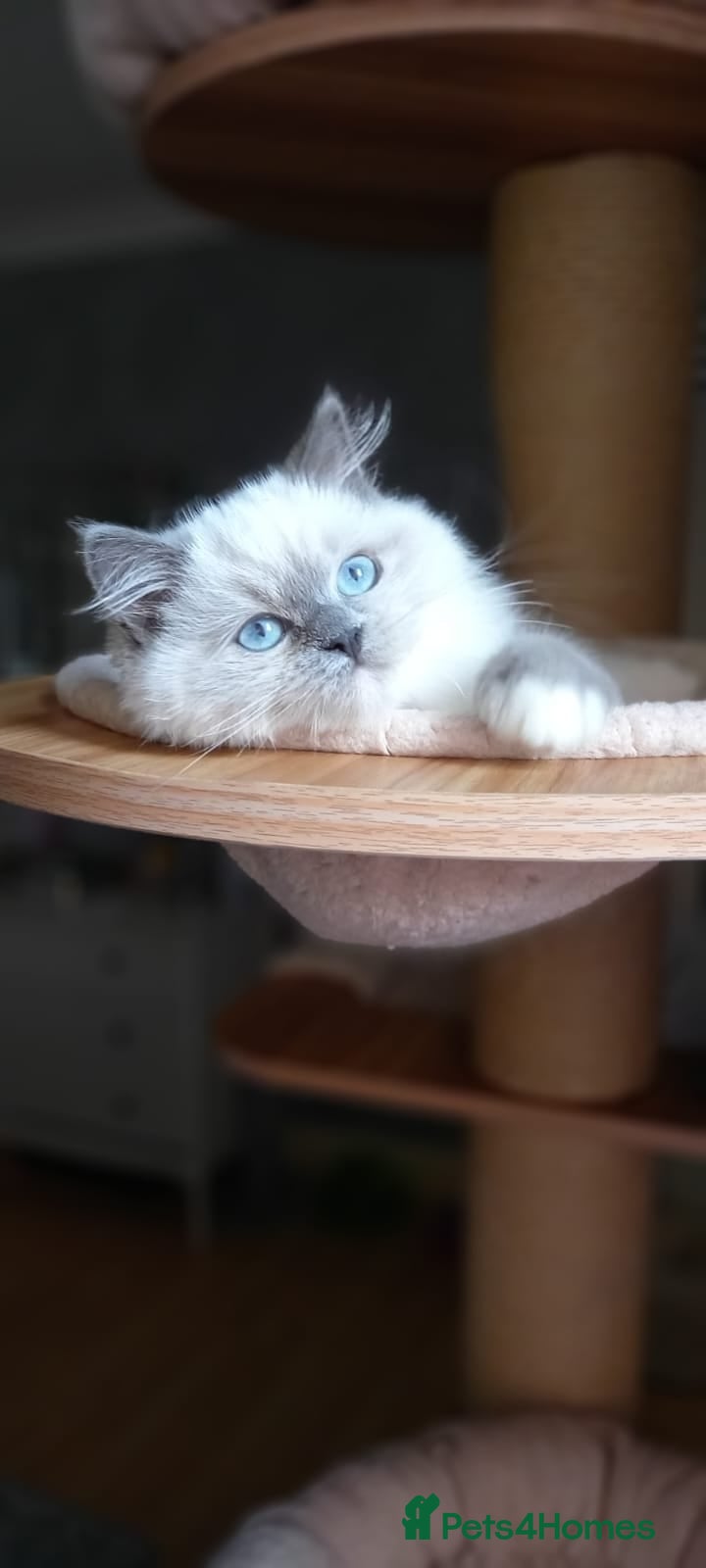 Ragdoll cats 🩷Amazing European Grand Champion lines🏆🥇 TICA💙 - Advert 2