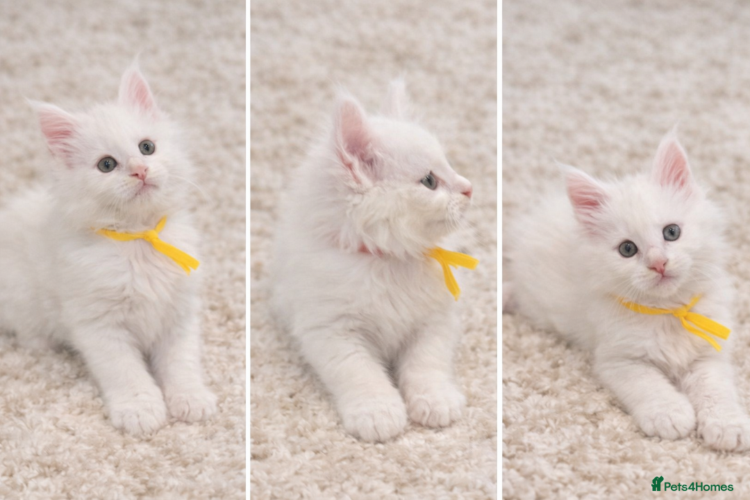 Maine Coon cats for sale: Outstanding pedigree kittens - Advert 15