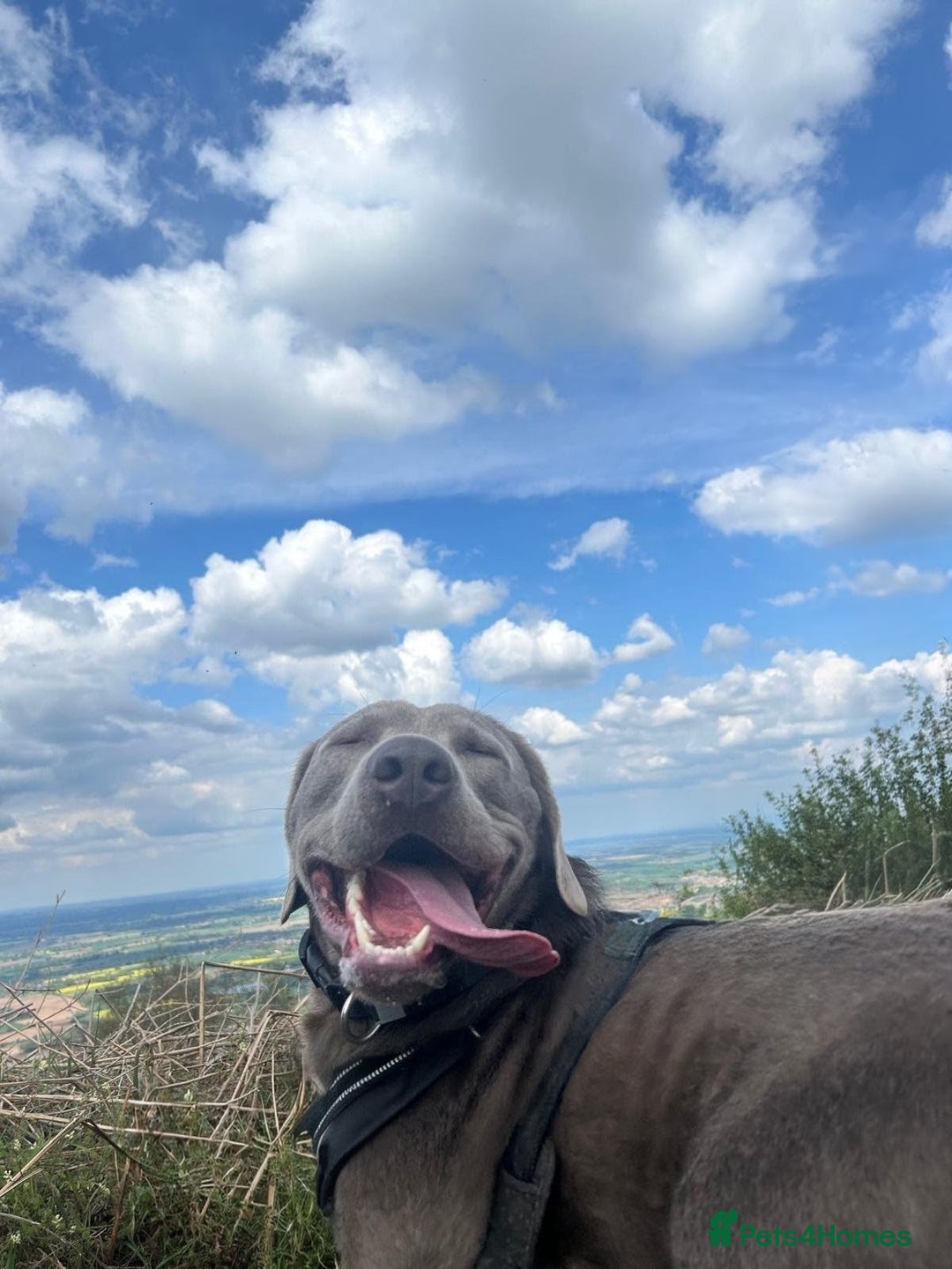 Labrador Retriever dogs for stud: Silver Labrador for stud  - Image 6