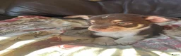 Chihuahua dogs for sale: 5 Beautiful Chihuahua Puppies For Sale  - Advert 8