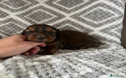 Miniature Dachshund dogs for sale: KC Longhaired Miniature Dachshunds  - Image 26
