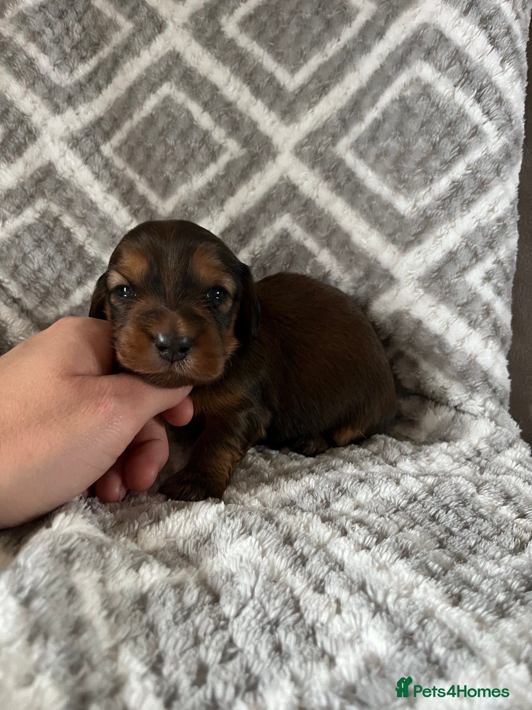 Miniature Dachshund dogs for sale: KC Longhaired Miniature Dachshunds  - Image 26