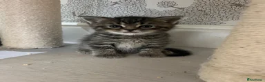 American Shorthair 4