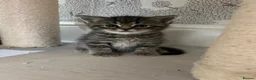 American Shorthair cats for sale: Beautiful BSH Kittens for sales  - Advert 13