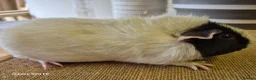 Guinea Pig rodents for sale: Guinea pigs and Werewolves for sale - Advert 2