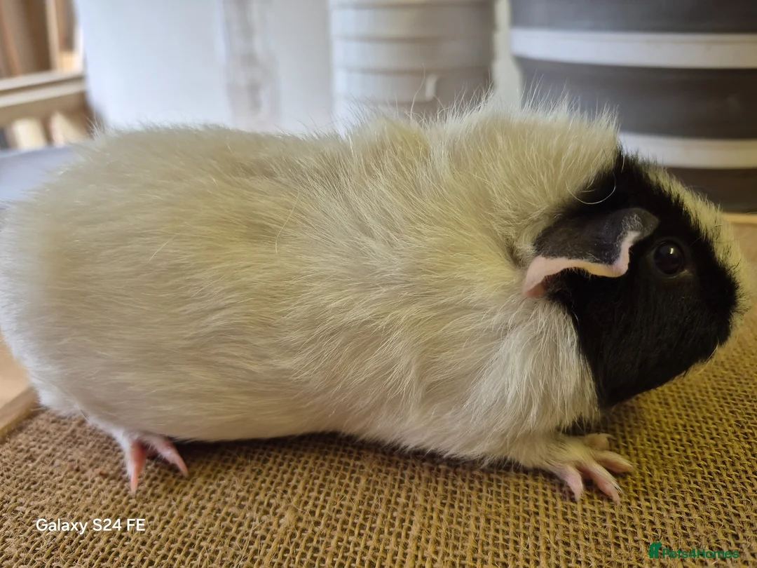 Guinea Pig rodents for sale: Guinea pigs and Werewolves for sale - Advert 2