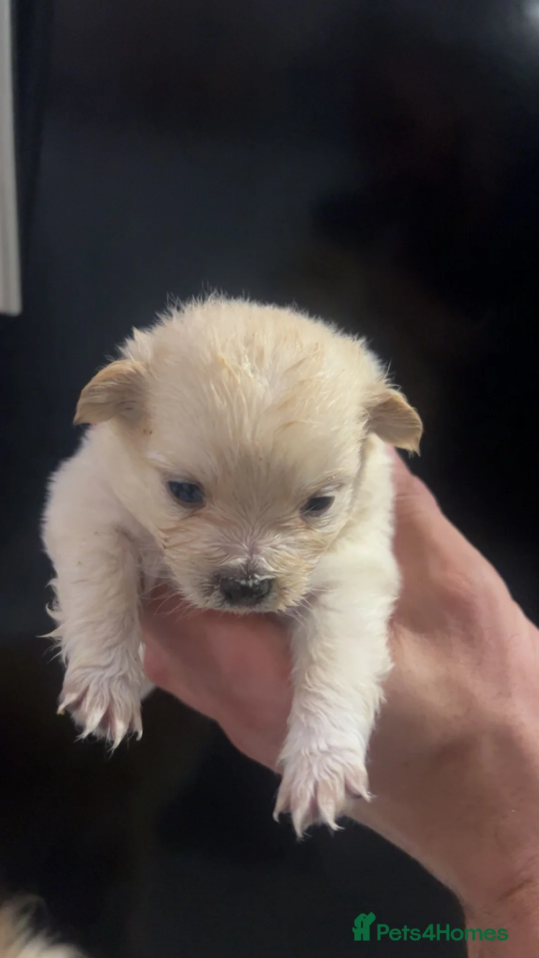 Pomeranian dogs for sale: Beautiful Russian blood line puppies - Advert 23